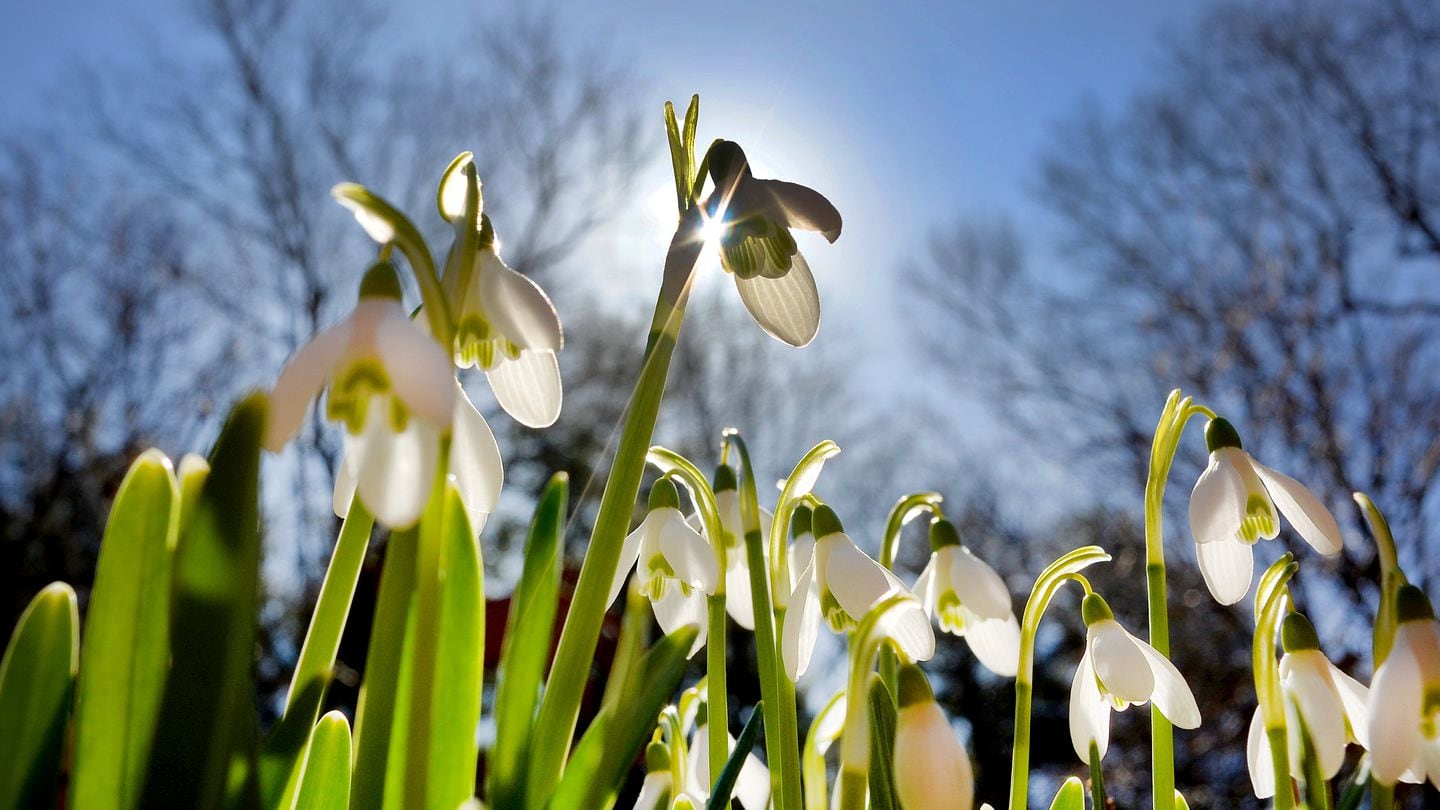 Snowdrop flowers reach up for the sun in a front yard in Pembroke on March 12. On a warm, late winter day, a Pembroke yard is a showcase for birds, bugs and blooms, as Mother Nature appears to have accelerated into a fast-drive into spring.