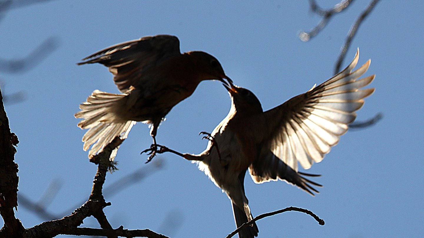 A pair of Eastern bluebirds perform a ritual in mid-flight in a Pembroke front yard on March 12. On a warm, late winter day, the yard was a showcase for birds, bugs and blooms, as Mother Nature appears to have accelerated into fast-drive to spring.